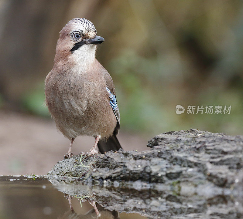 欧亚松鸦(Garrulus glandarius)饮酒